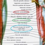 Anatomia – Muscoli della coscia (terza parte)