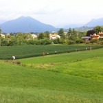 Salcus Fiasp a BOLCA e SARCEDO