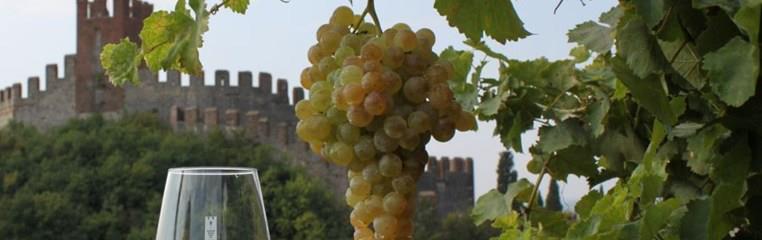 Salcus alla Enonotturna di Soave