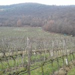 SALCUS a Villaga e Cerea