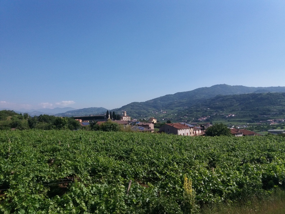 SALCUS a Spinimbecco e Montecchia